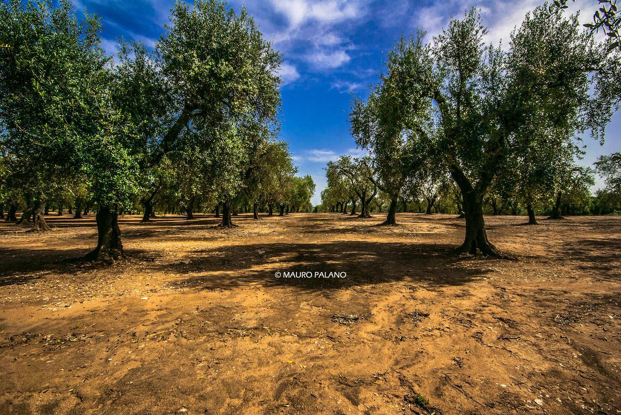 Tenuta Kyrios Борганье Экстерьер фото